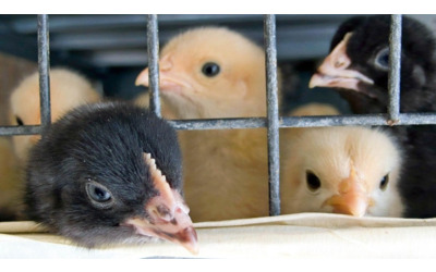 Report benessere dei polli l Italia e i supermercati italiani sono il fanalino di coda