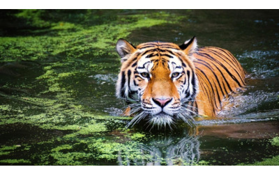 WWF un cucciolo di tigre alimenta la speranza in Thailandia